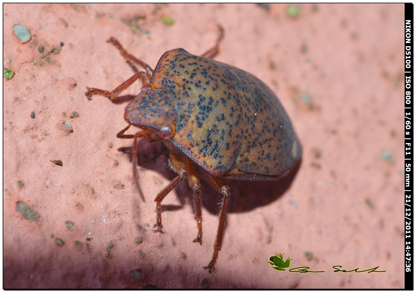 Scutelleridae: Solenosthedium bilunatum della Sardegna (SS)