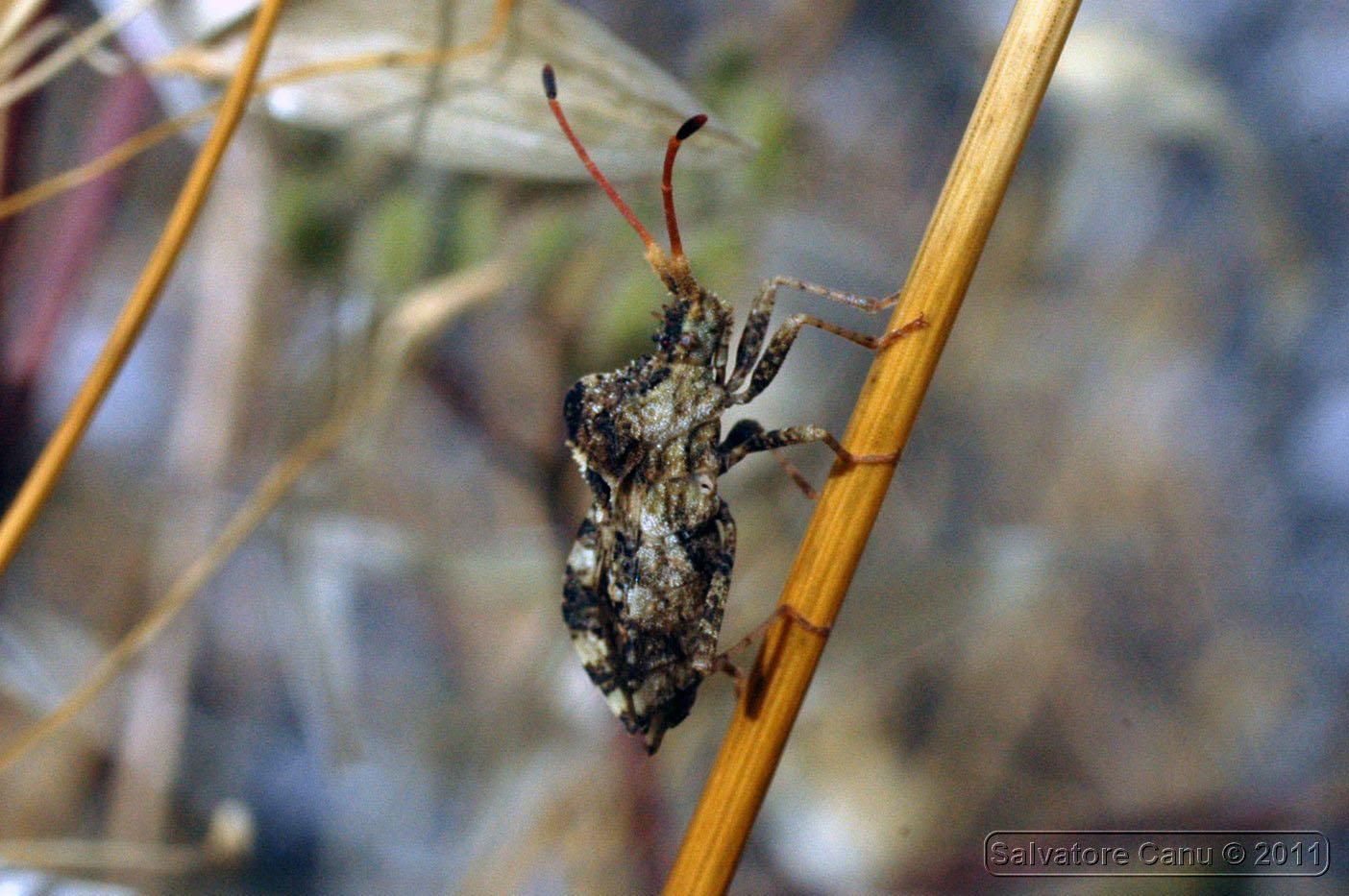 Coreidae: Centrocoris variegatus di Usini (SS)