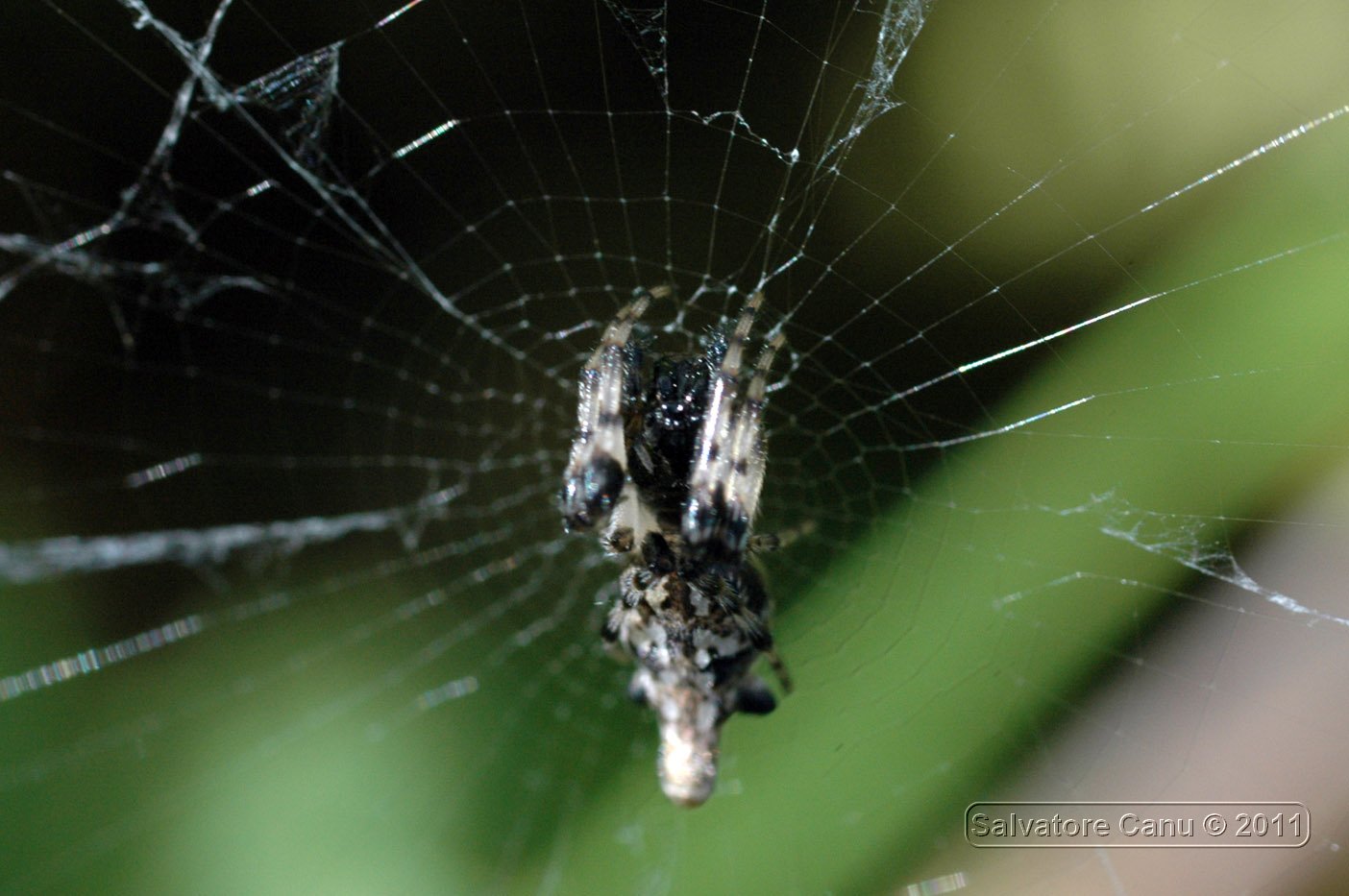 Cyclosa insulana