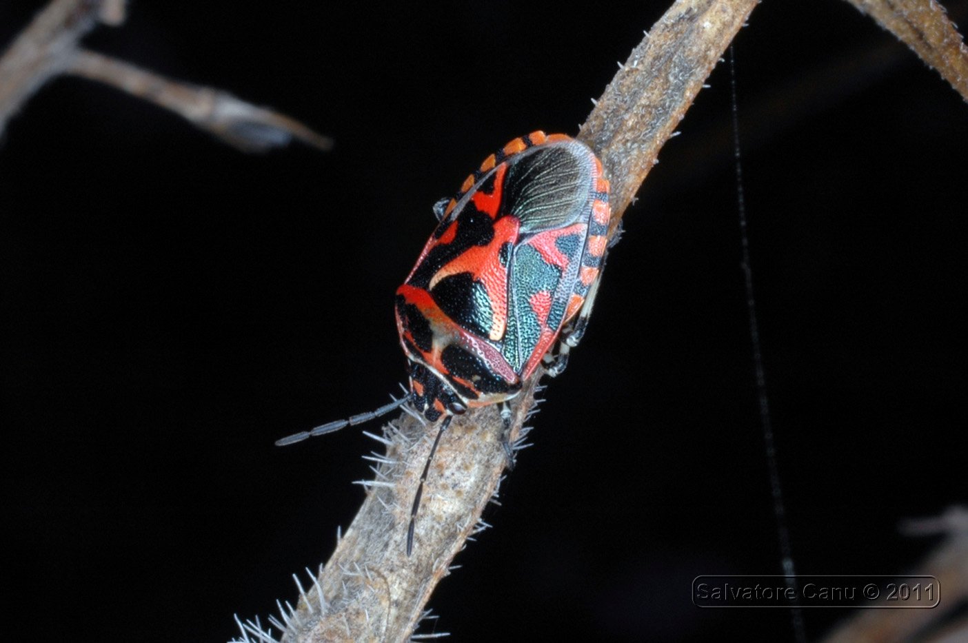 Pentatomidae: Eurydema ornata della Sardegna (SS)