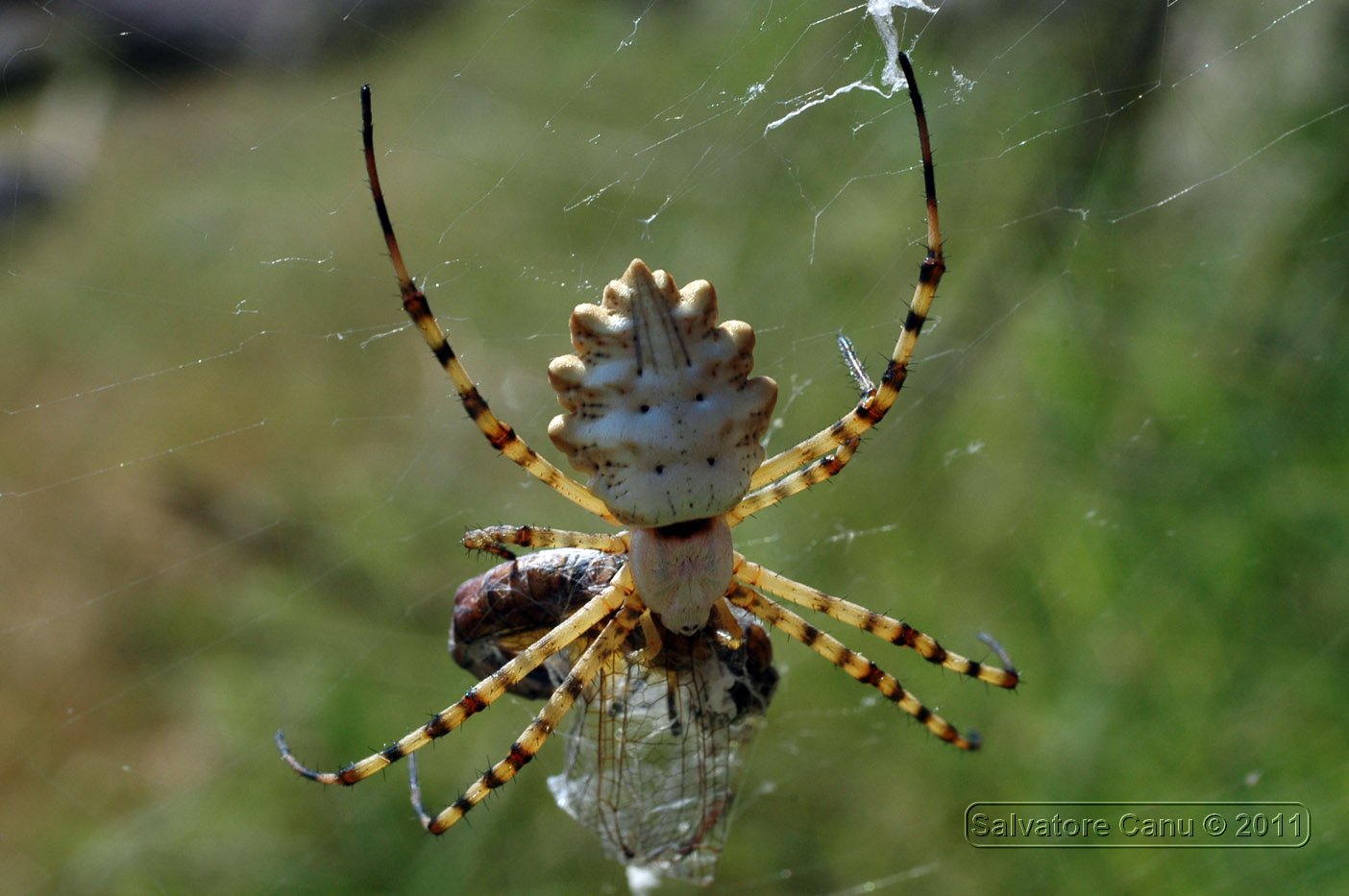 Argiope lobata