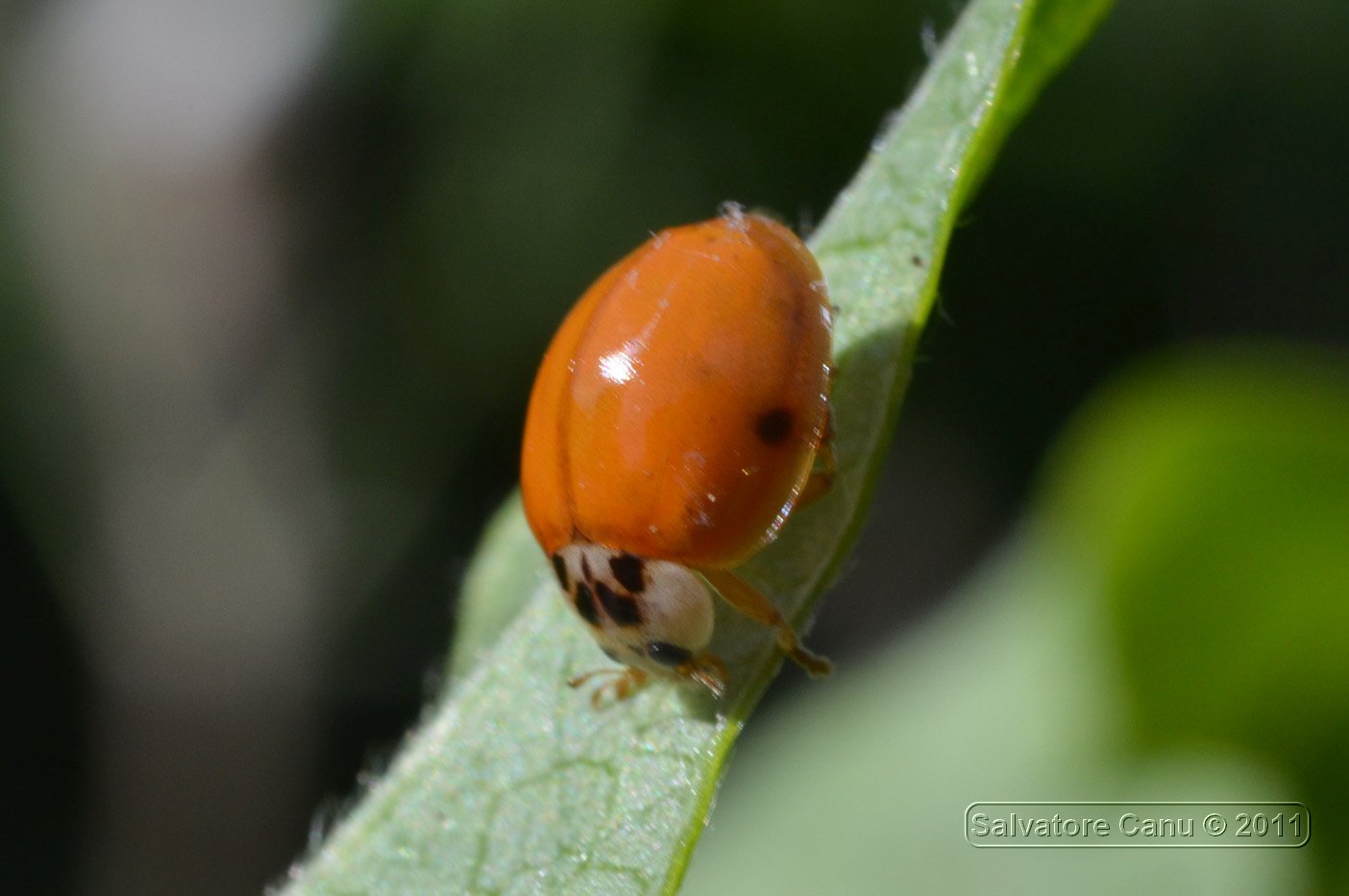 Harmonia axyridis