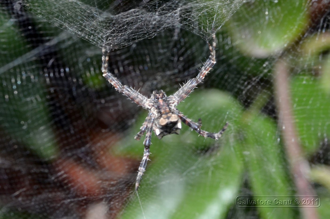 Cyrtophora citricola