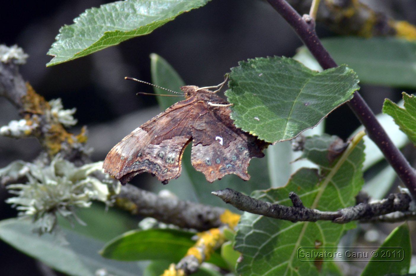 Da identificare - Polygonia c-album