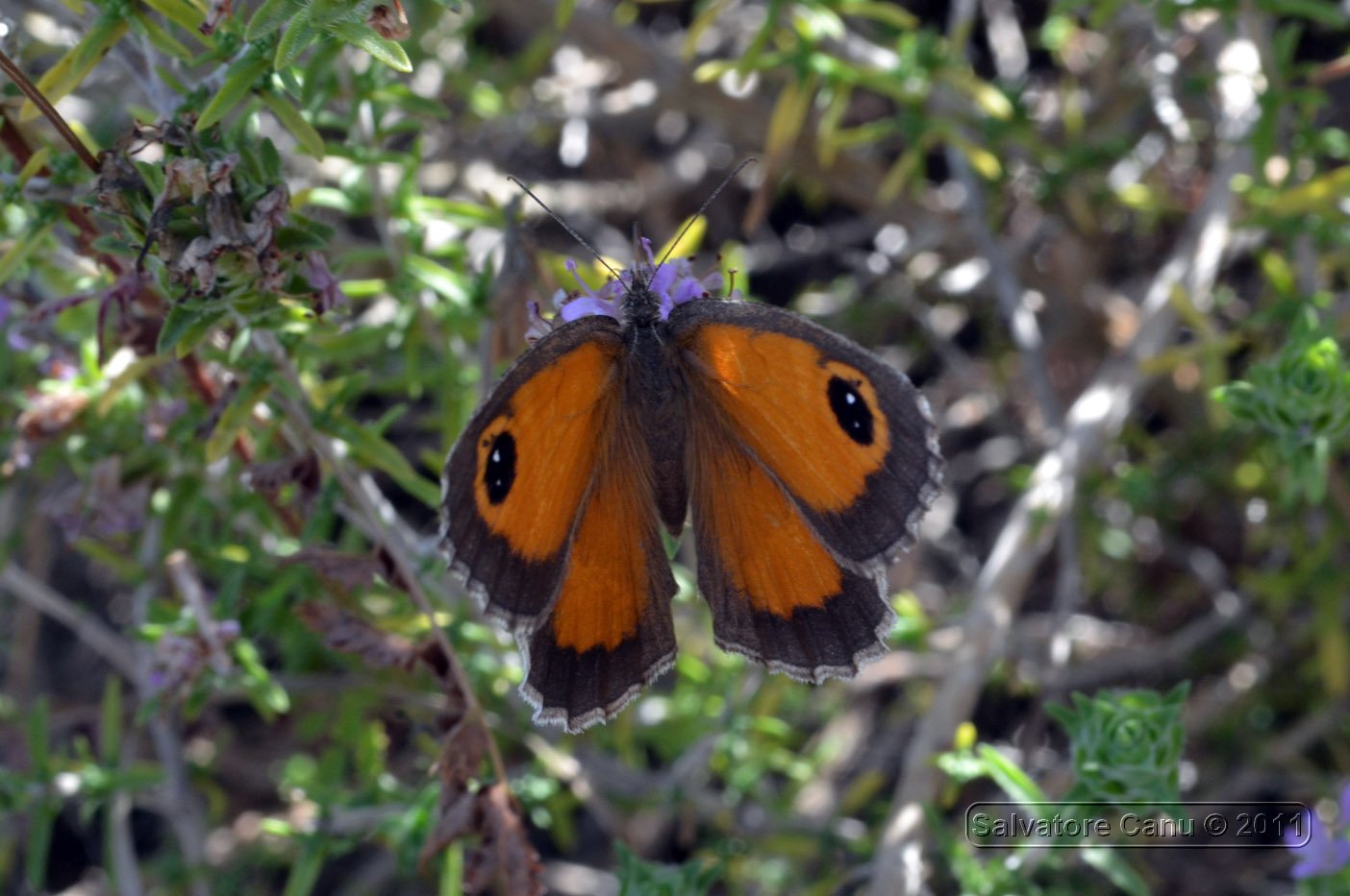 Pyronia tithonus