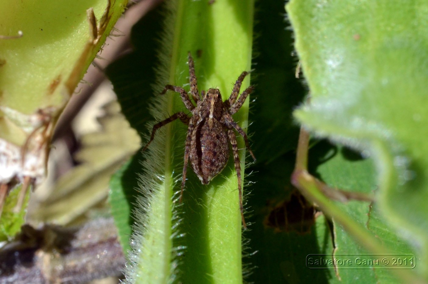 Pardosa sp.