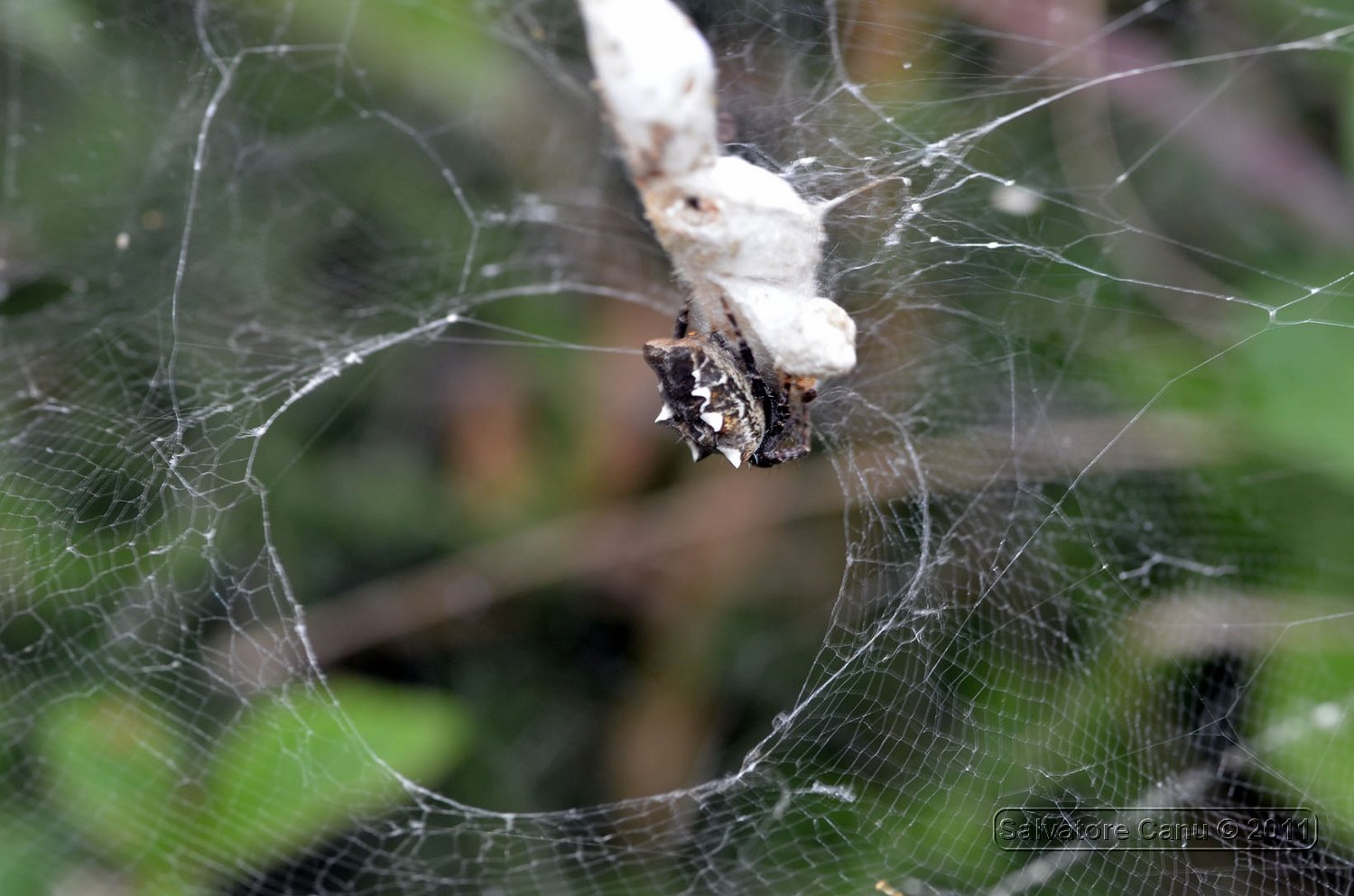 Cyrtophora citricola