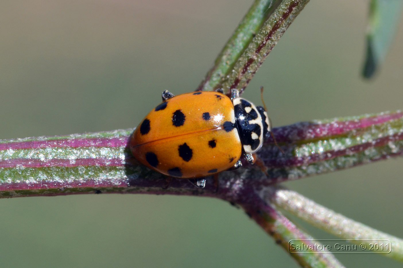 Carrellata di Harmonia axyridis