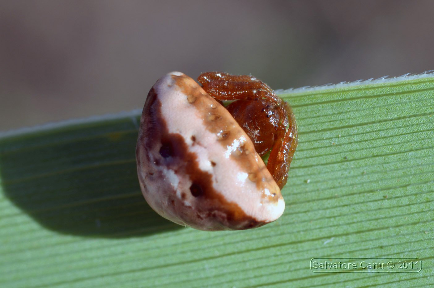 Cyrtarachne ixoides