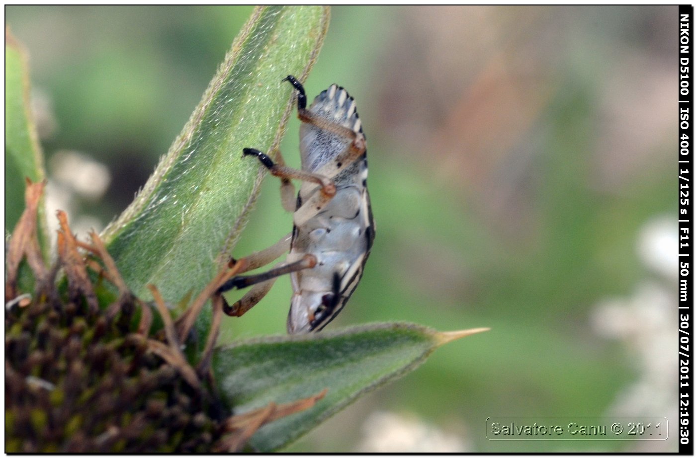 Heteroptera: ninfa di Carpocoris cf. mediterraneus (SS)