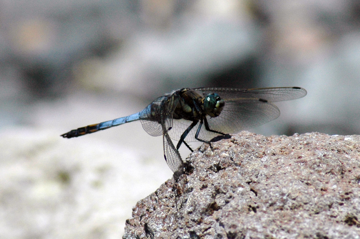 libellula da identificare