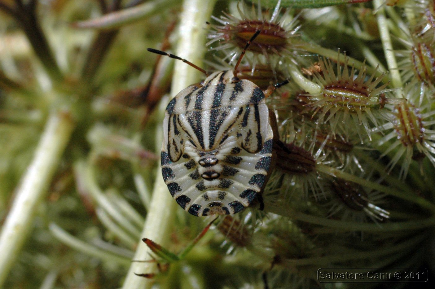 Pentatomidae: Graphosoma lineatum italicum della Sardegna