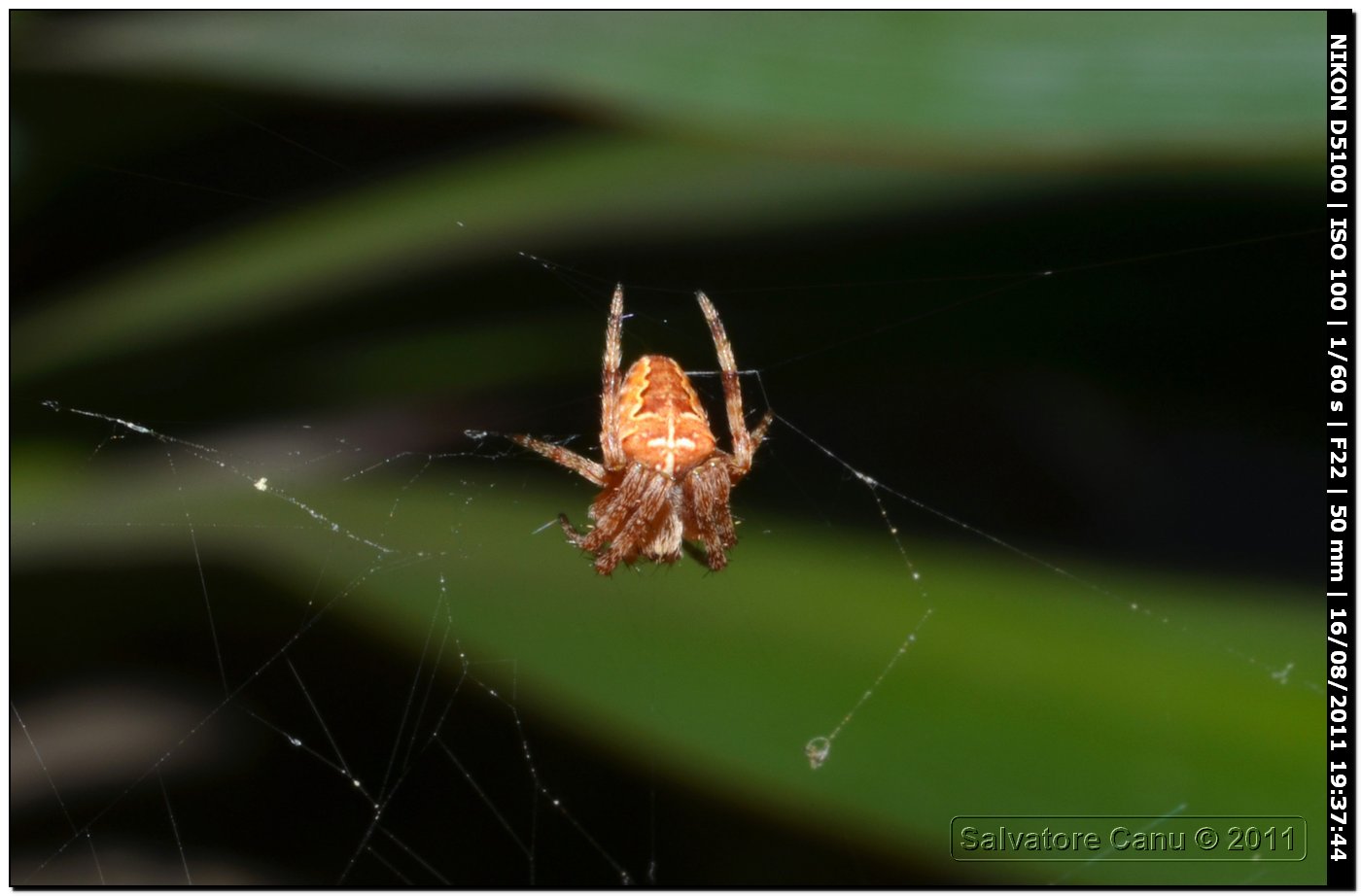 Araneus sp.