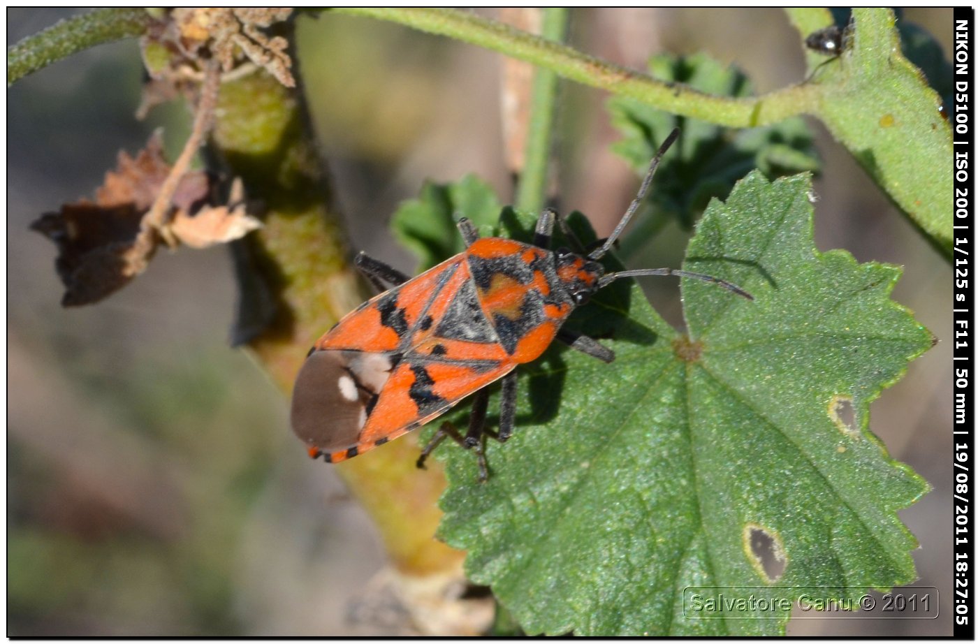 Lygeidae: Spilostethus pandurus di Sardegna (SS)