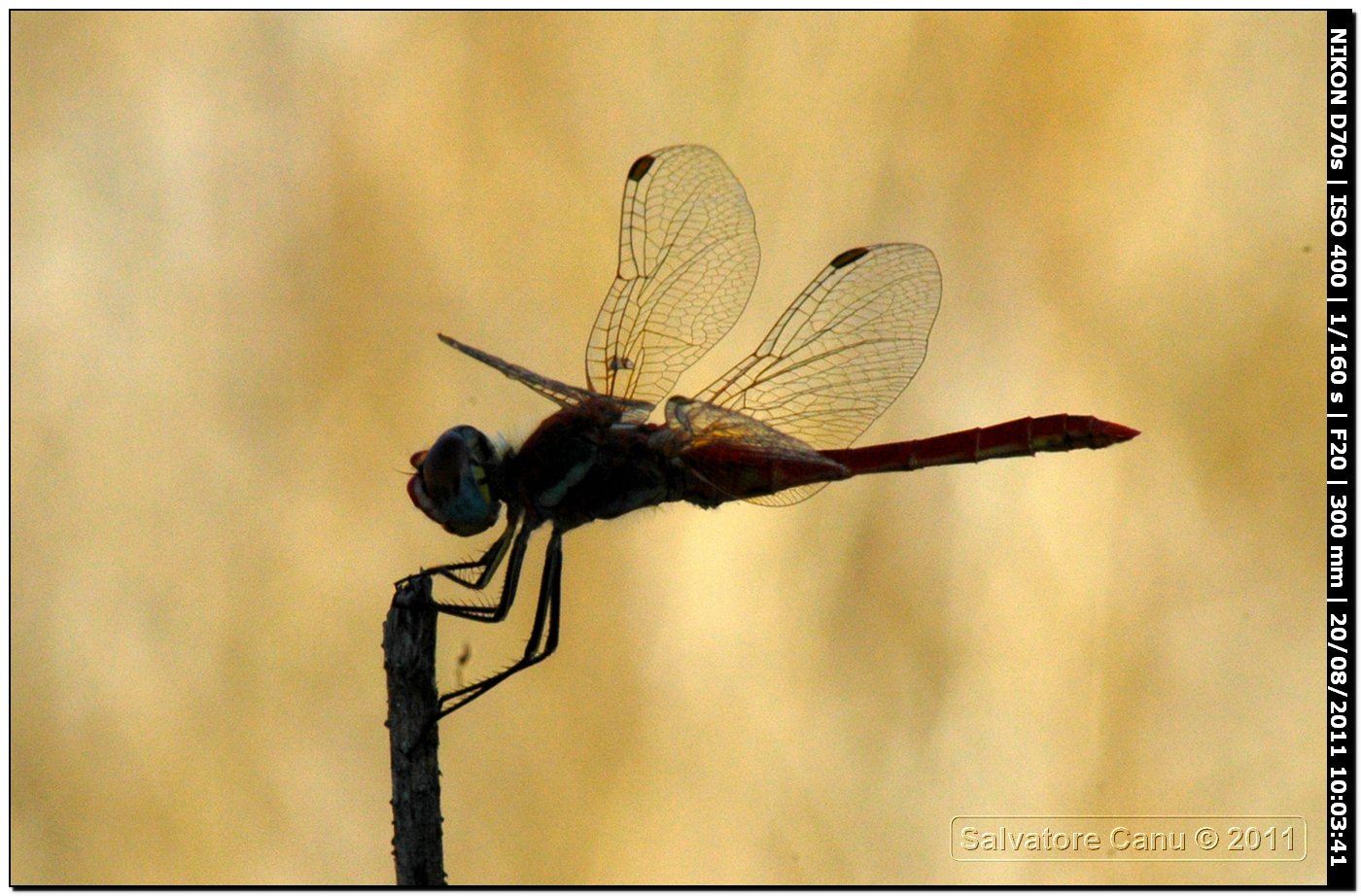 Sympetrum?? quale?