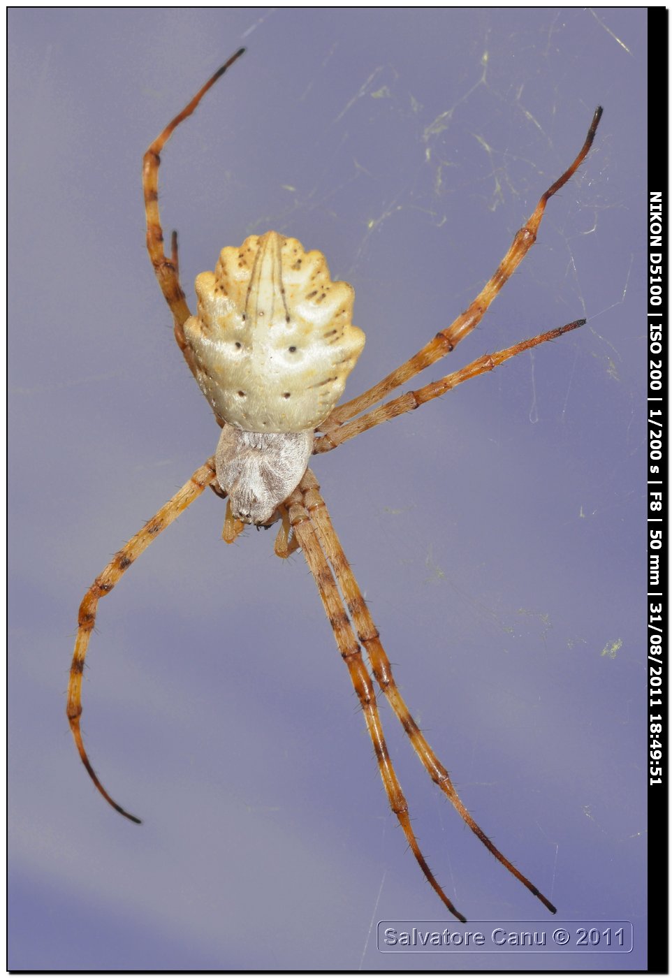 Argiope lobata