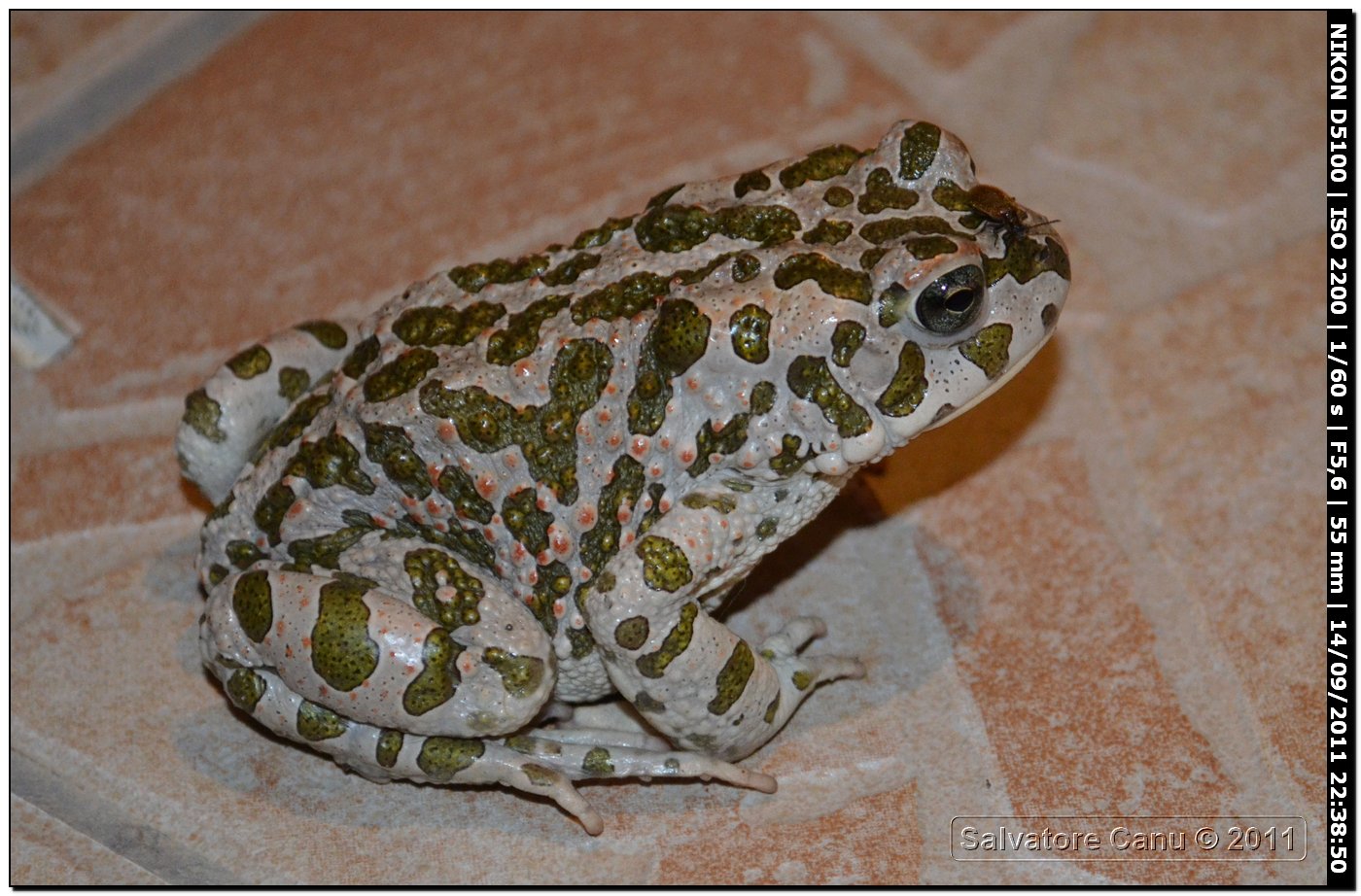 Bufo viridis - oggi Bufotes balearicus (Sardegna)