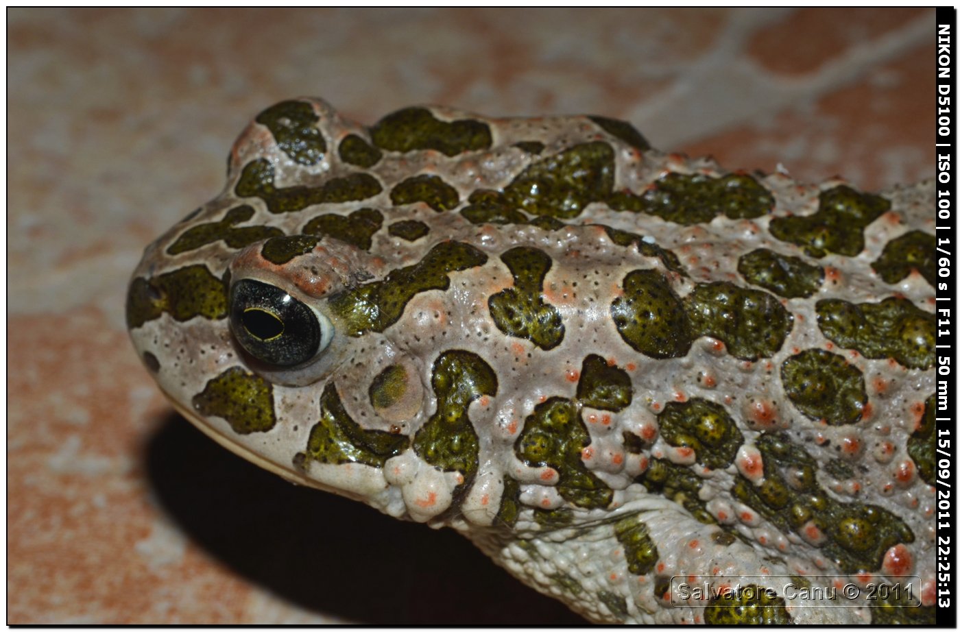 Bufo viridis - oggi Bufotes balearicus (Sardegna)