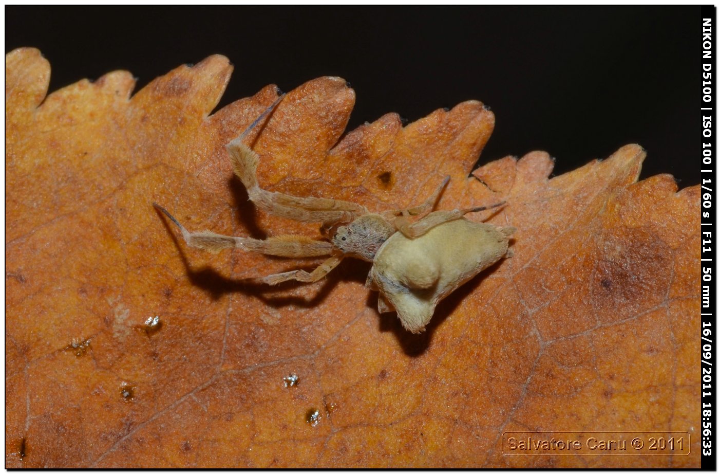 Uloborus plumipes