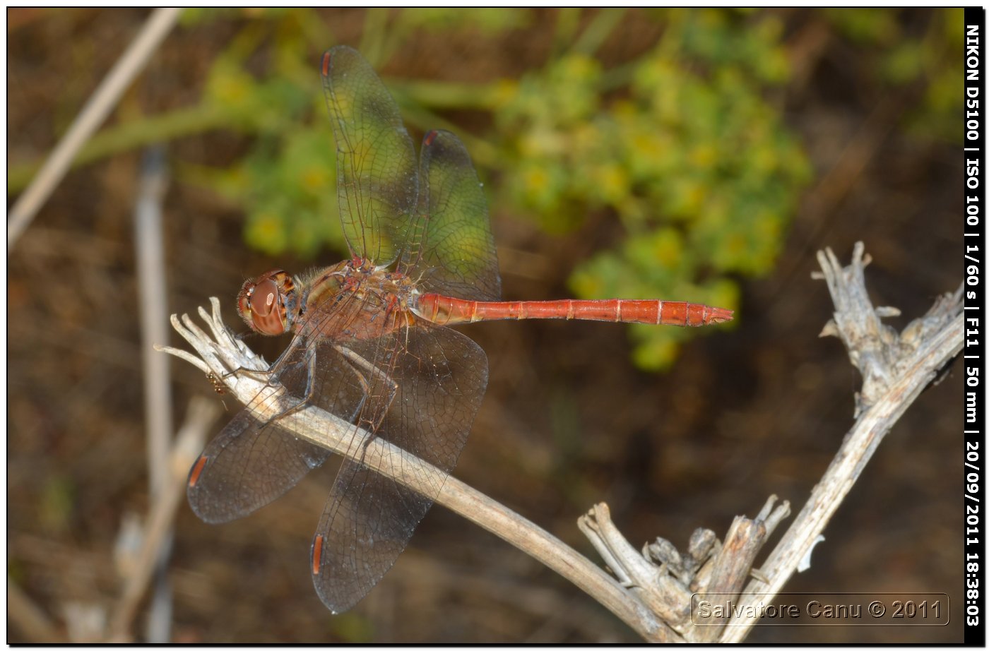 Sympetrum vulgatum ♂