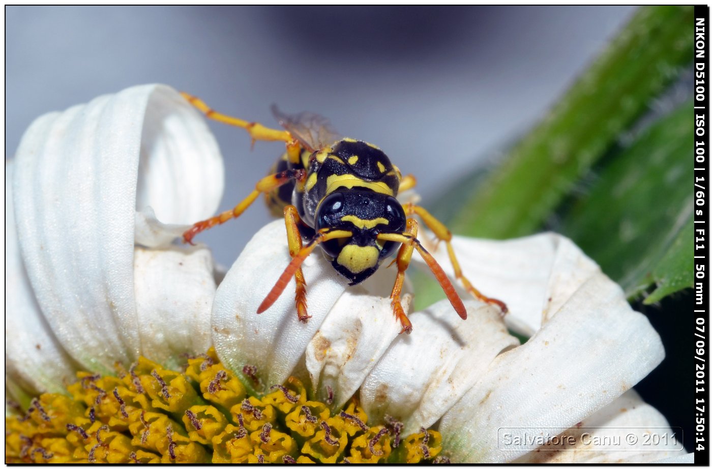 Polistes dominulus