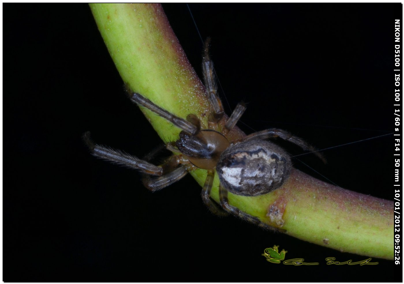 Araneidae del 