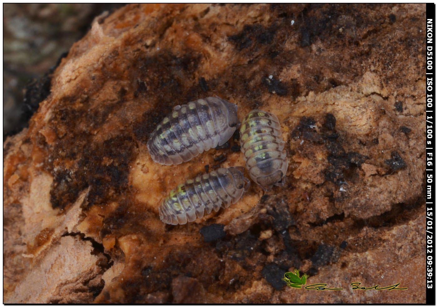 Armadillidium granulatum?