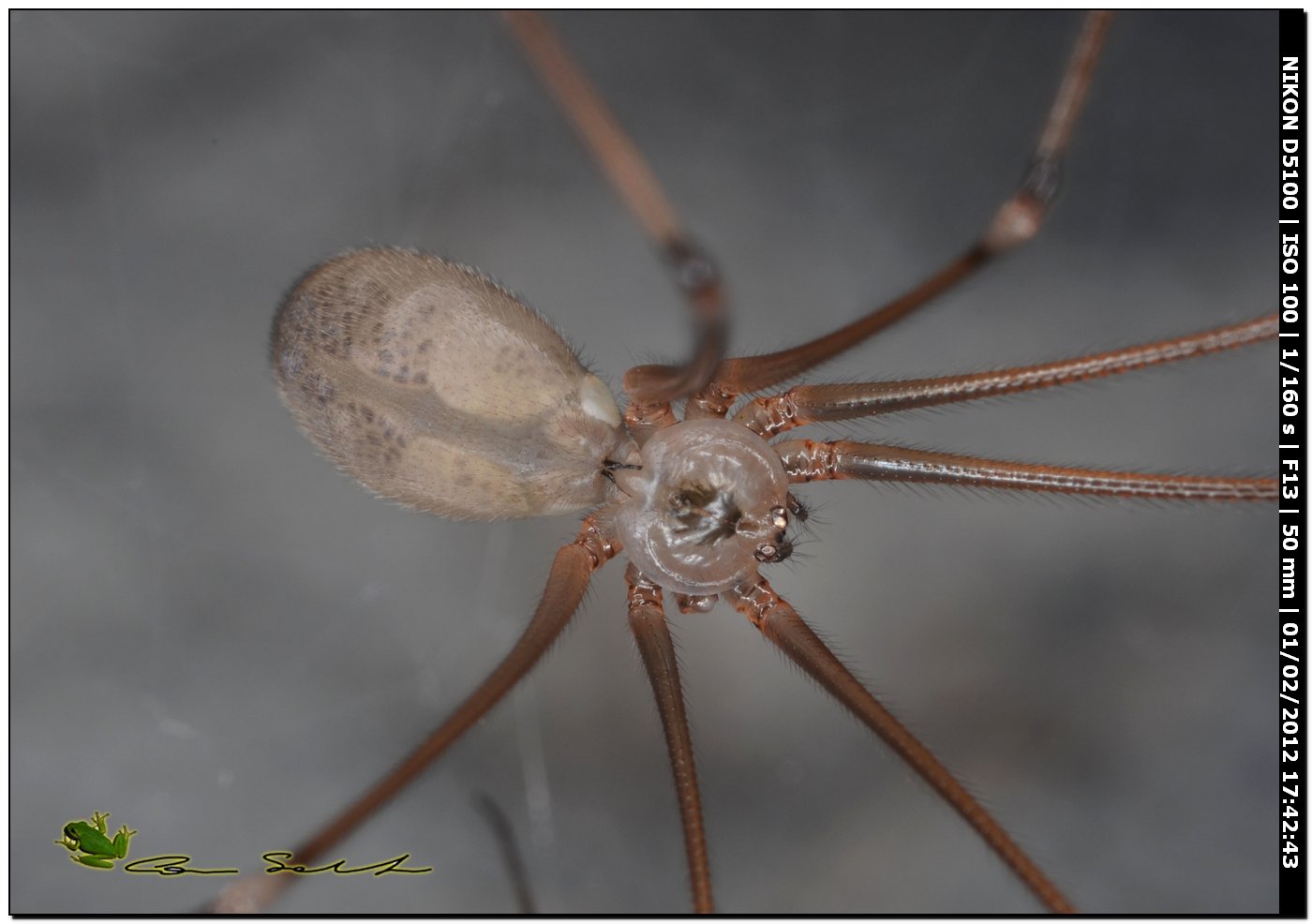 Pholcus phalangioides