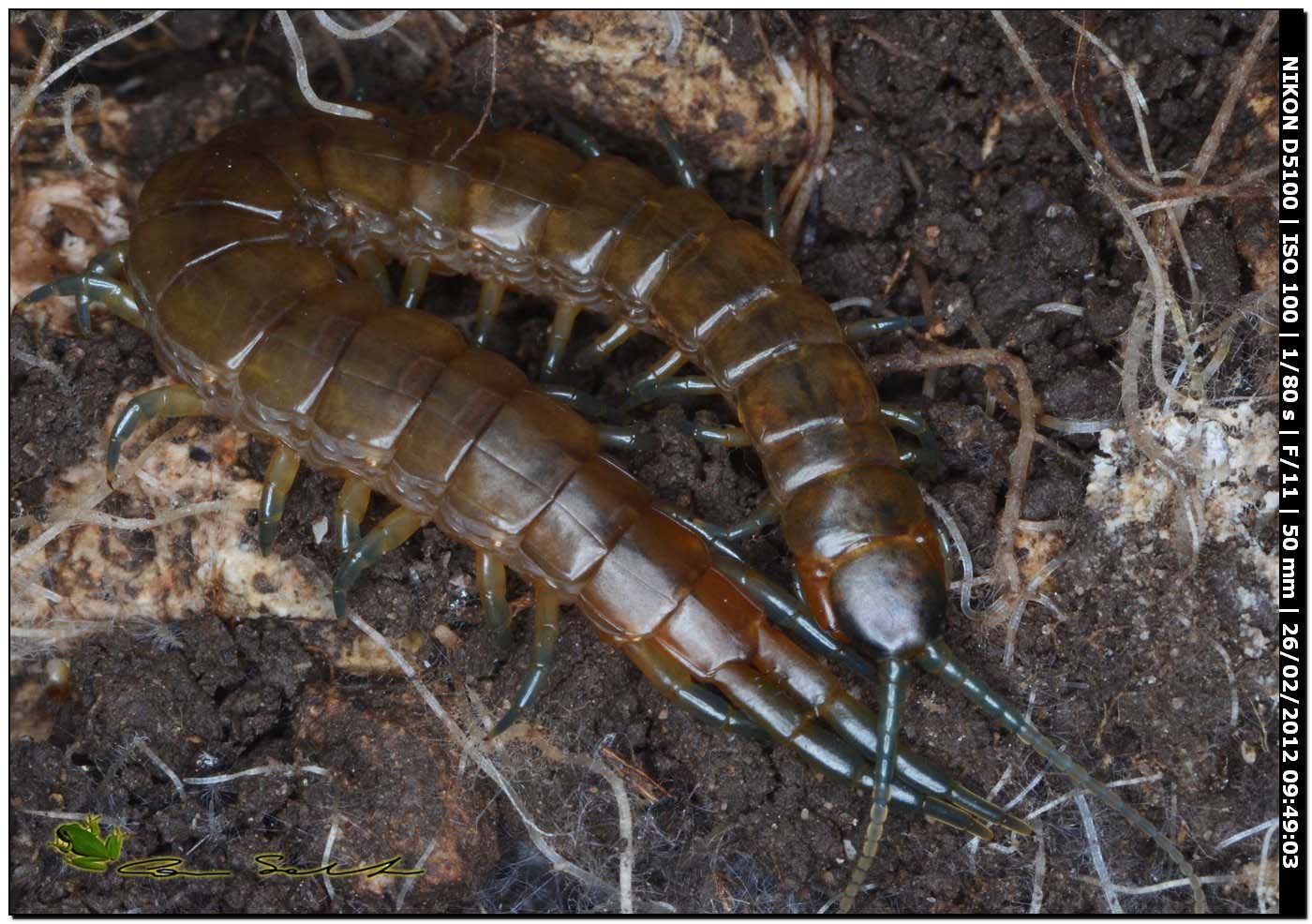 Scolopendra oraniensis