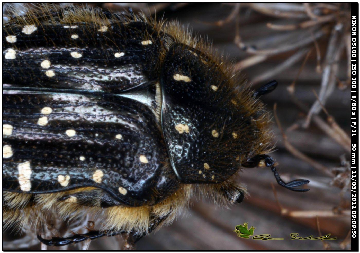 Cetoniidae? Oxythyrea funesta