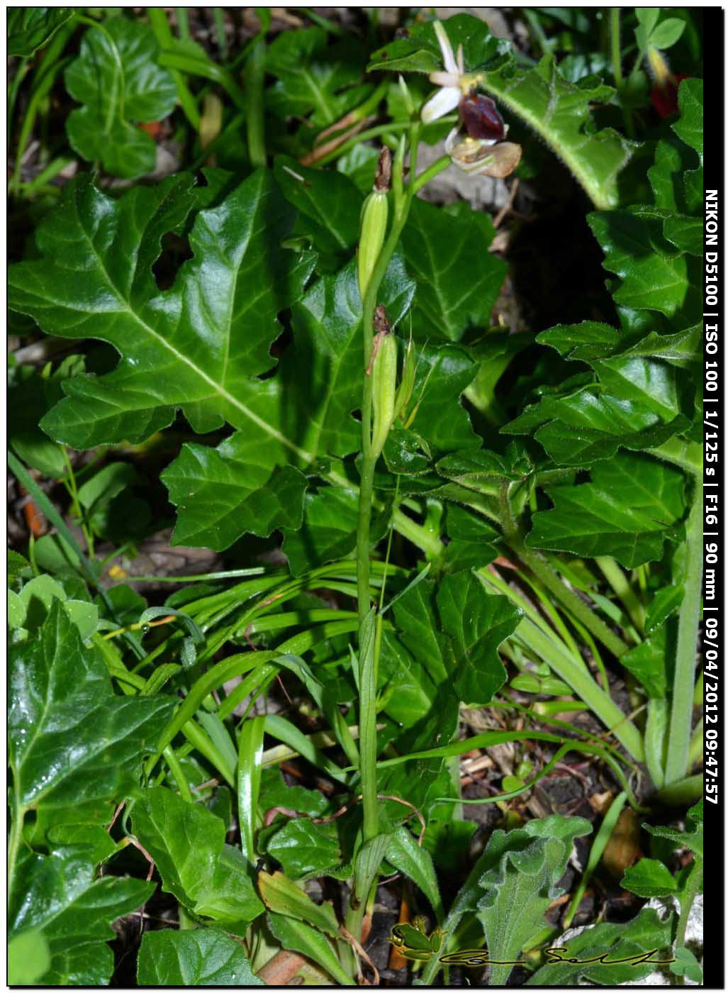 Ophrys sphegodes subsp. praecox