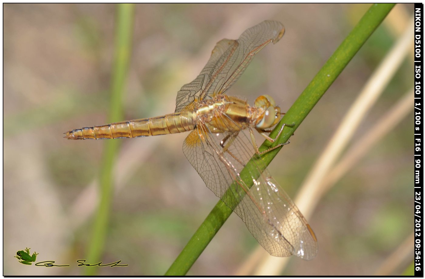 Crocothemis erythraea?