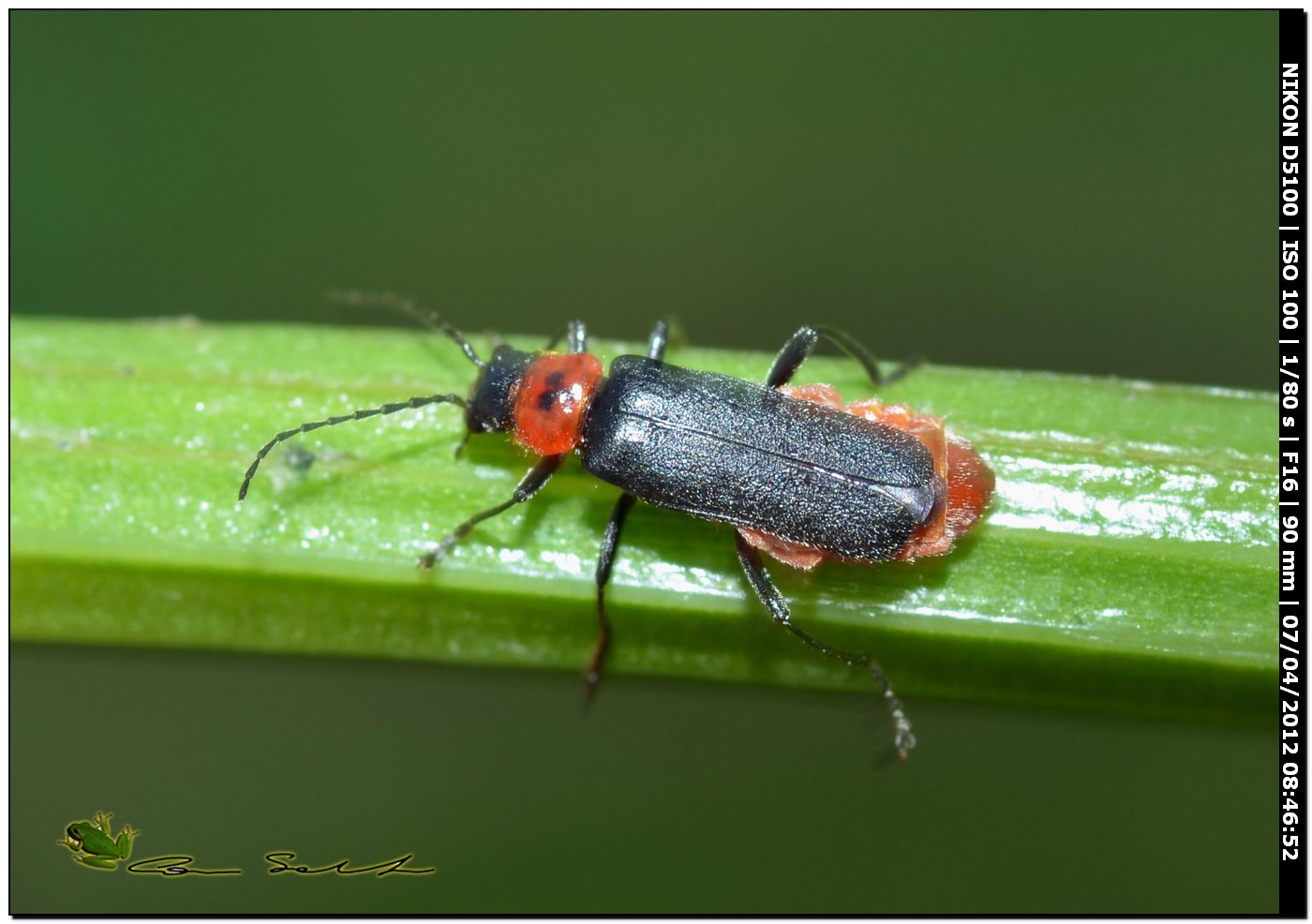 Cantharis sp.