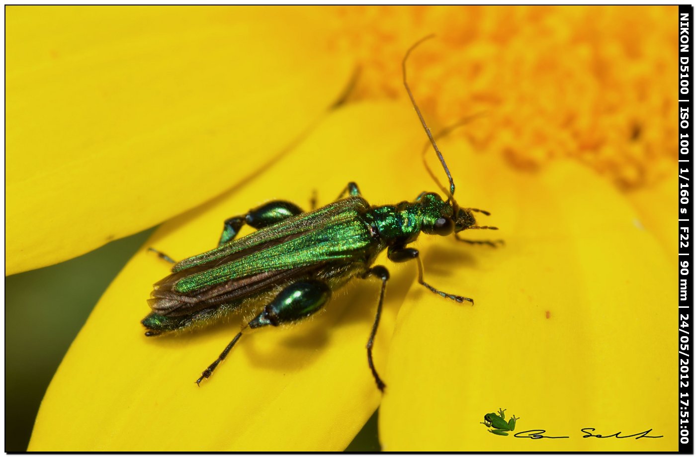 Oedemera nobilis ♂