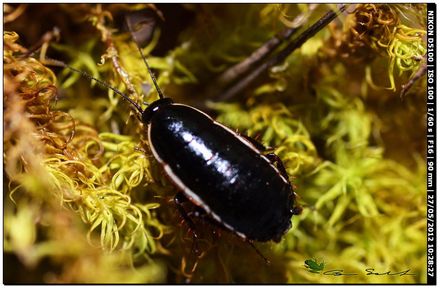 Loboptera decipiens (Germar, 1817)