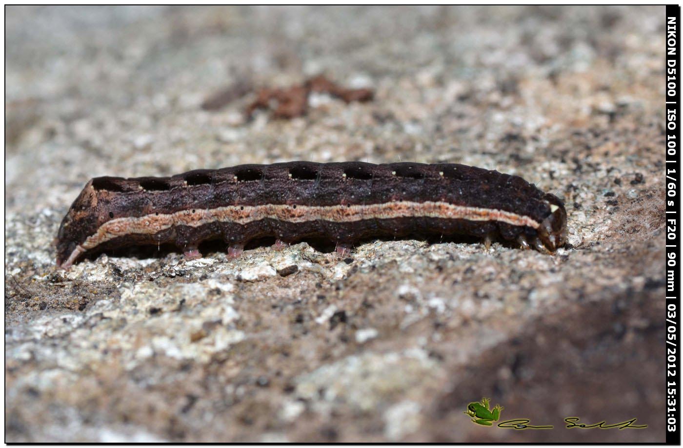 Bruco dentellato