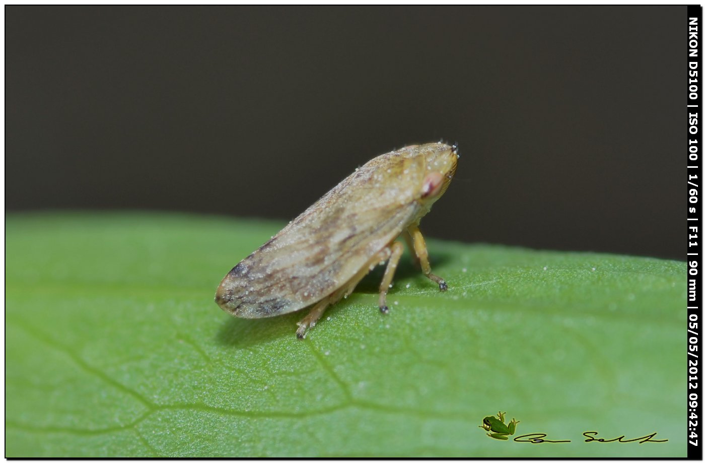 Philaenus Spumarius - Aphrophoridae