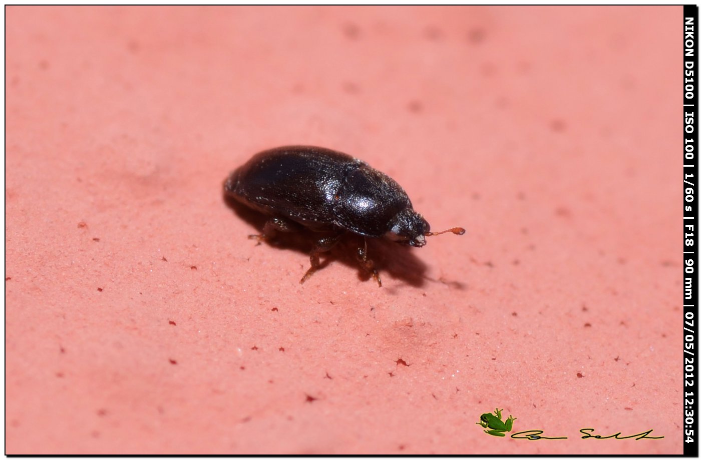 Mini coleottero: Nitidulidae, genere Meligethes