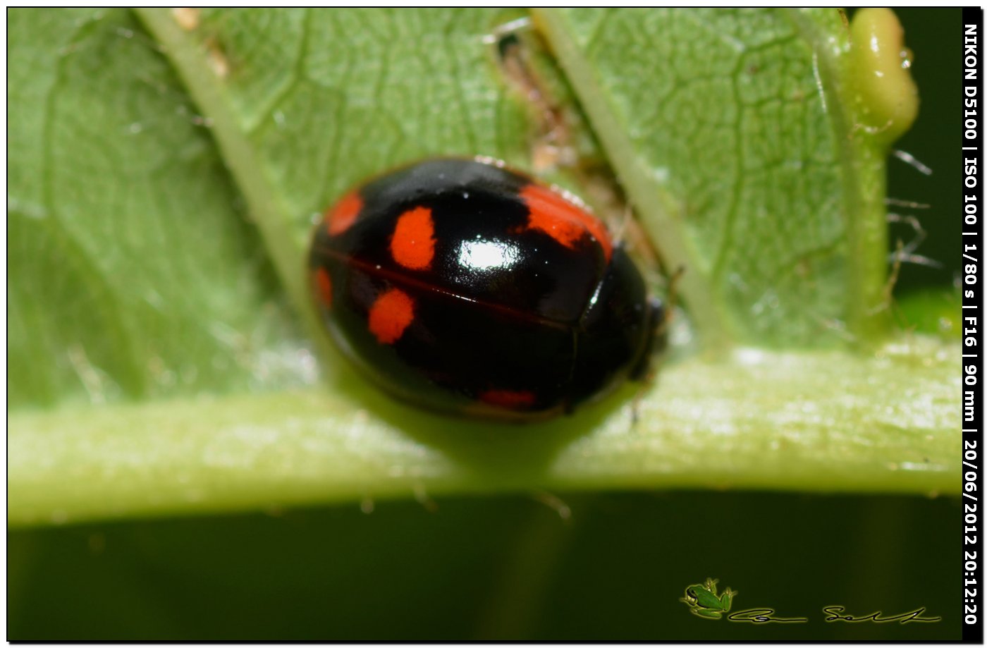 Adalia bipunctata, Coccinellidae