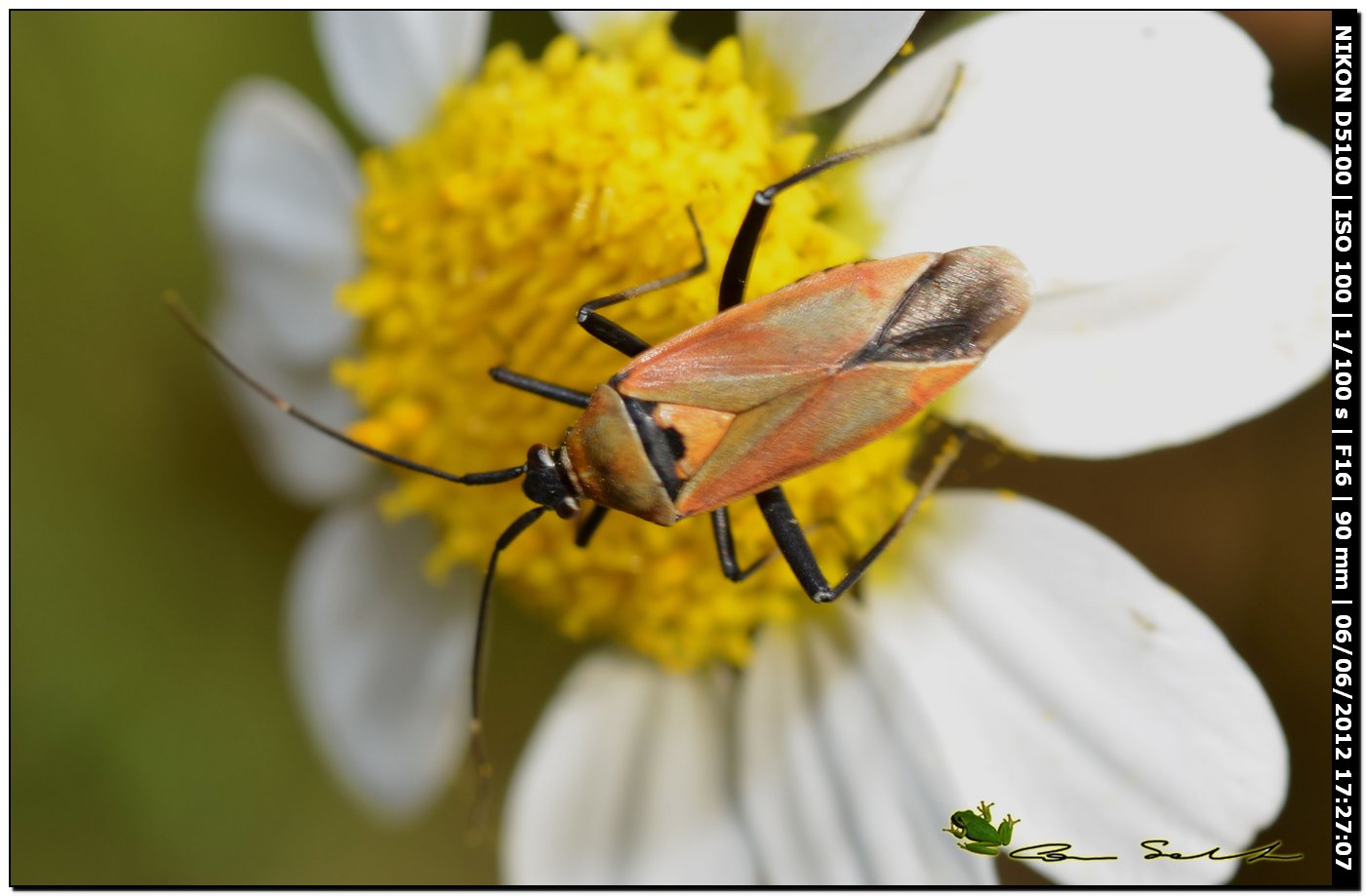 Calocoris nemoralis f.coccinea