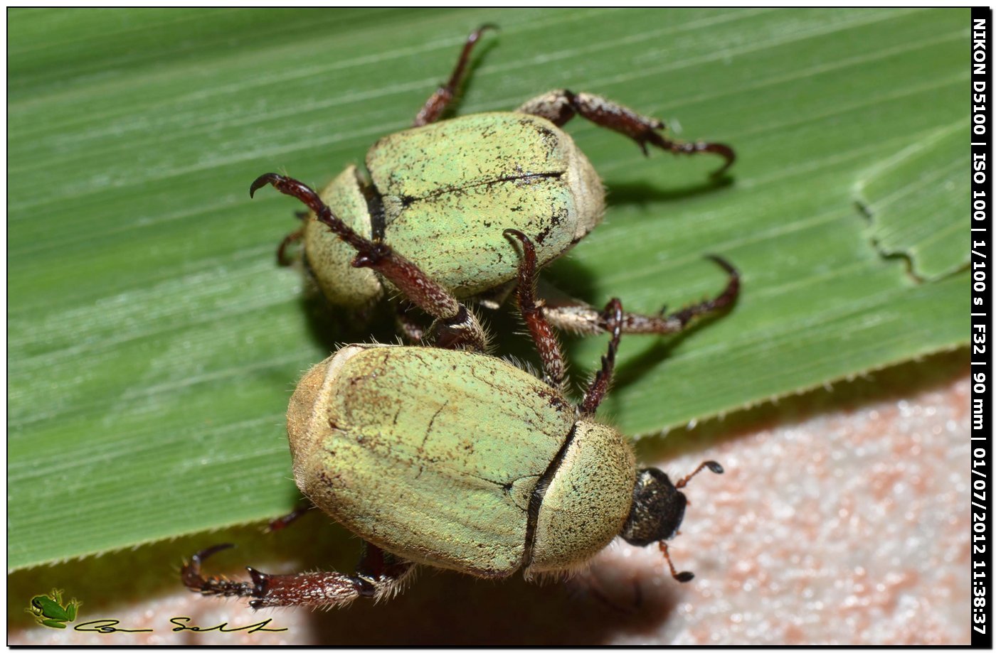 Hoplia pubicollis,Rutelidae