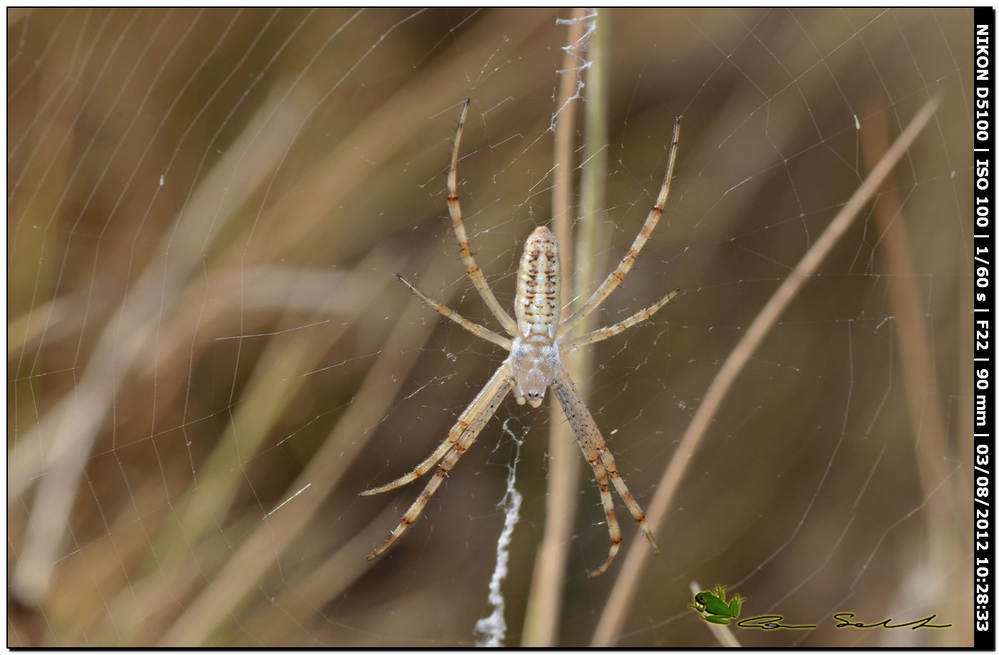 Argiope bruennichi, giovane femmina