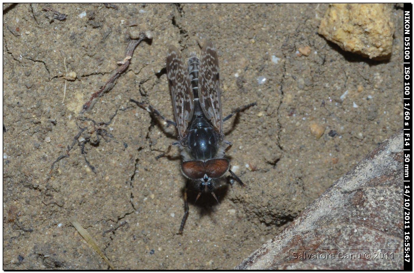 Tabanidae: Haematopota cfr. crassicornis