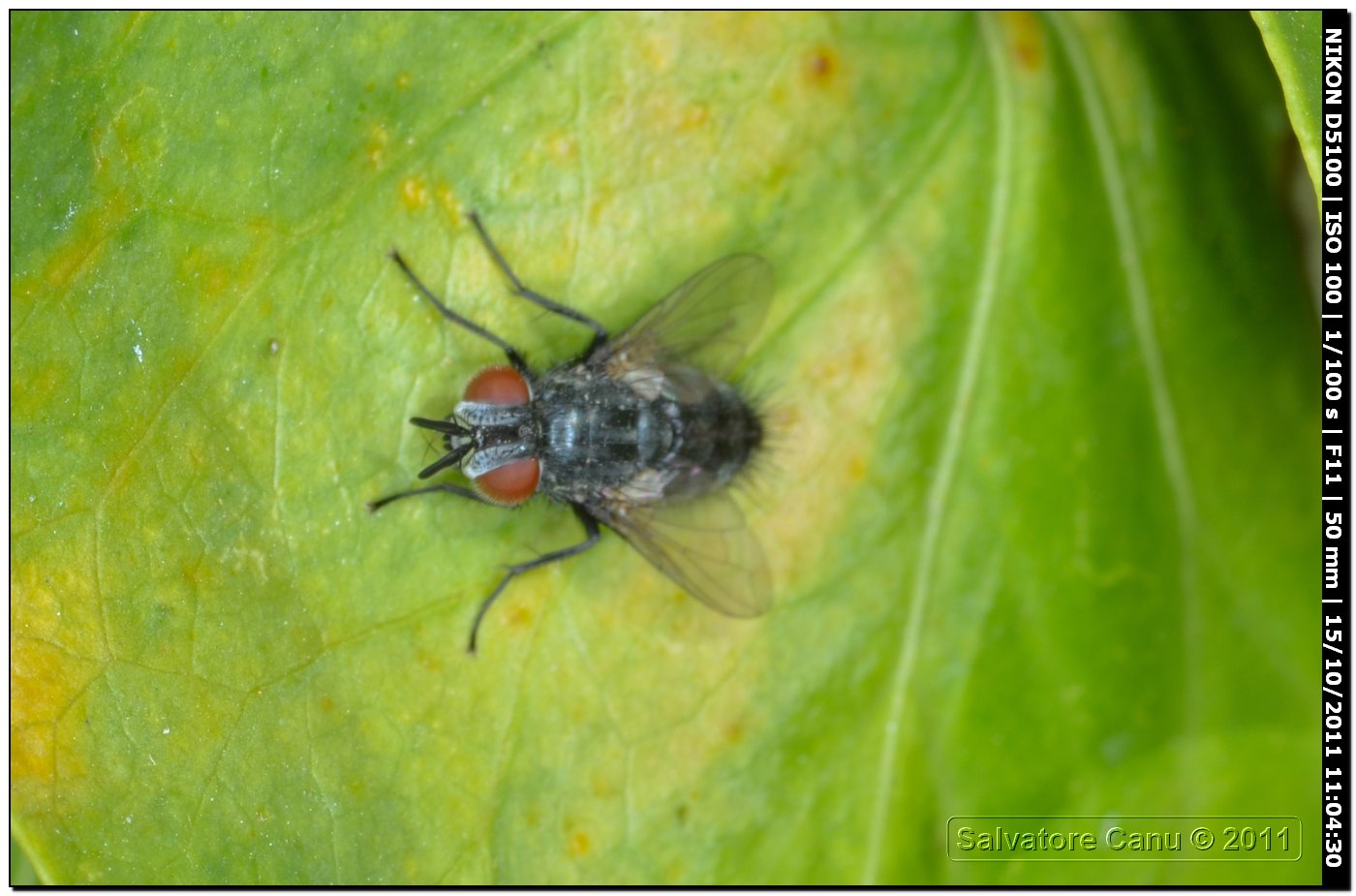 Tachinidae