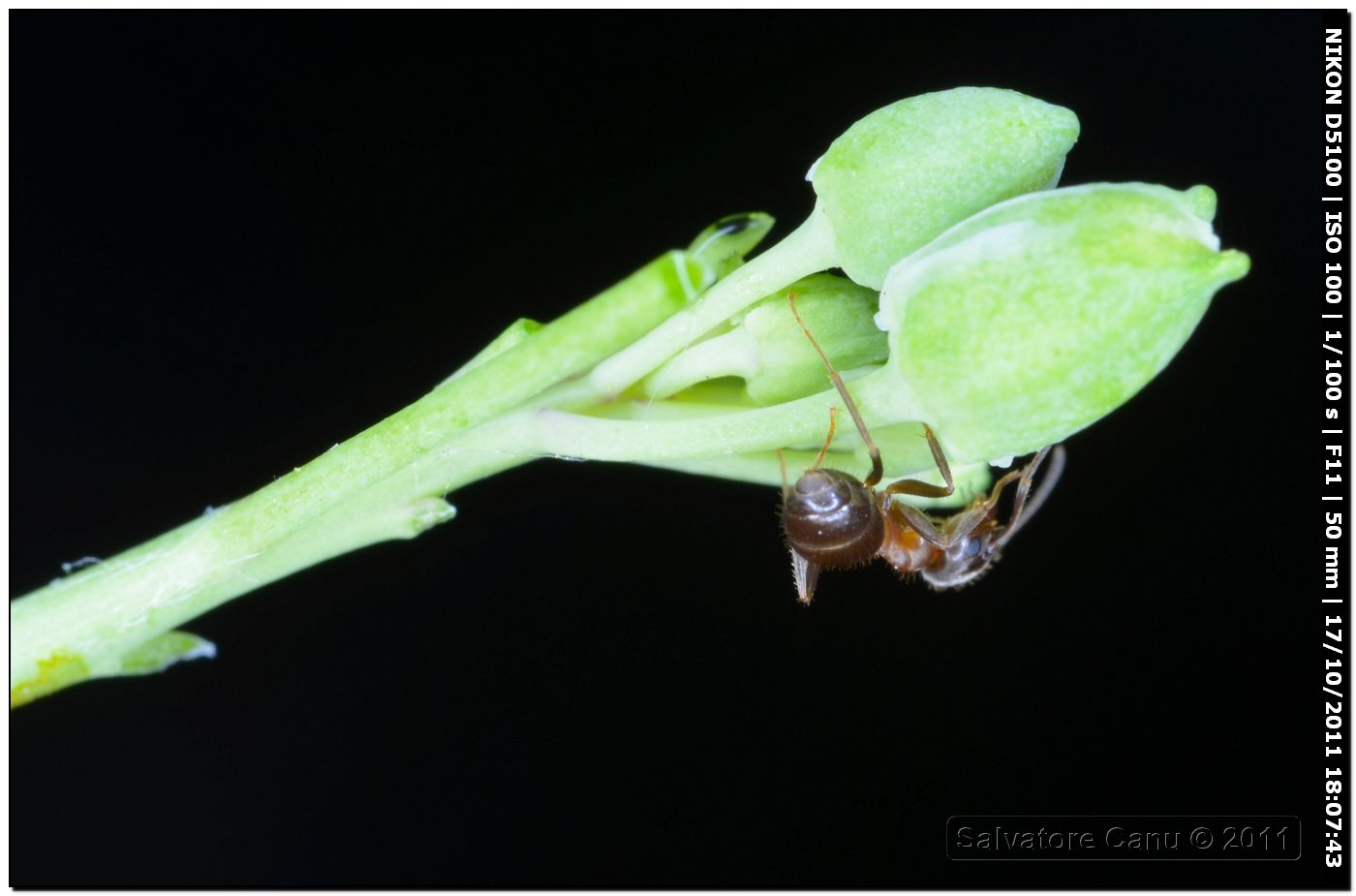 Formica da id. 2 (Lasius sp.)