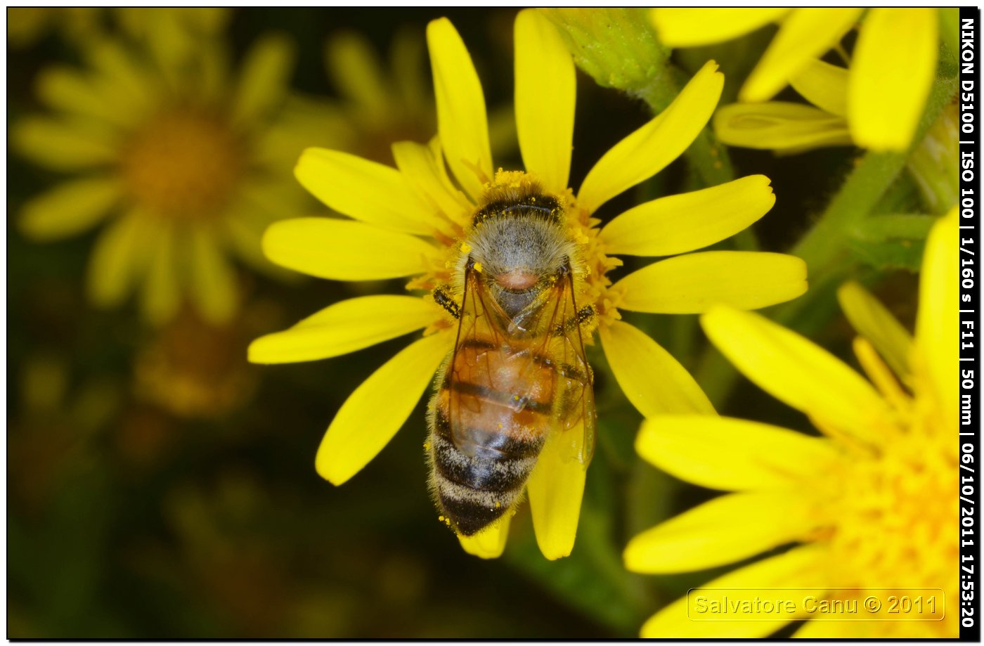 Apis mellifera