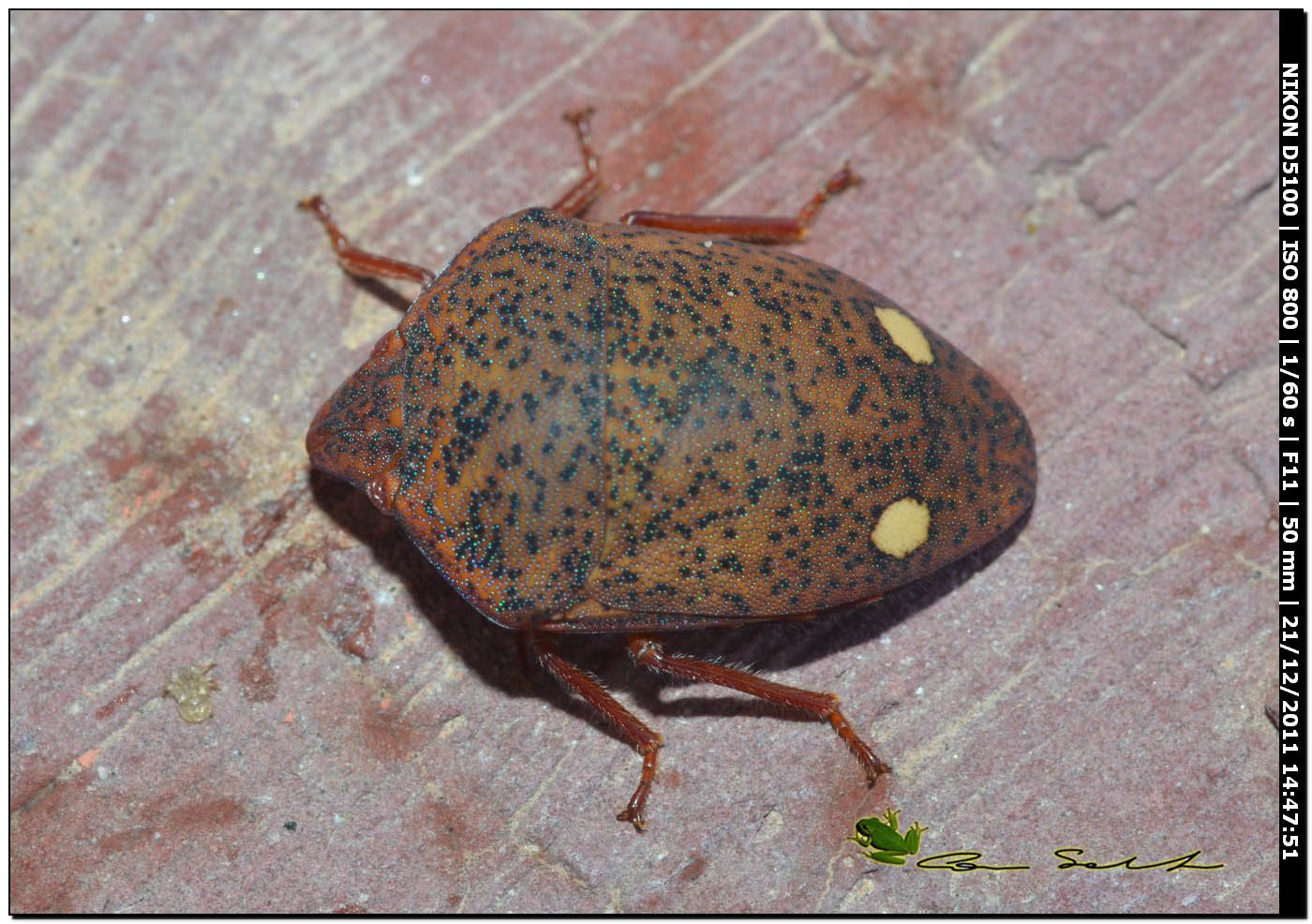 Scutelleridae: Solenosthedium bilunatum della Sardegna (SS)