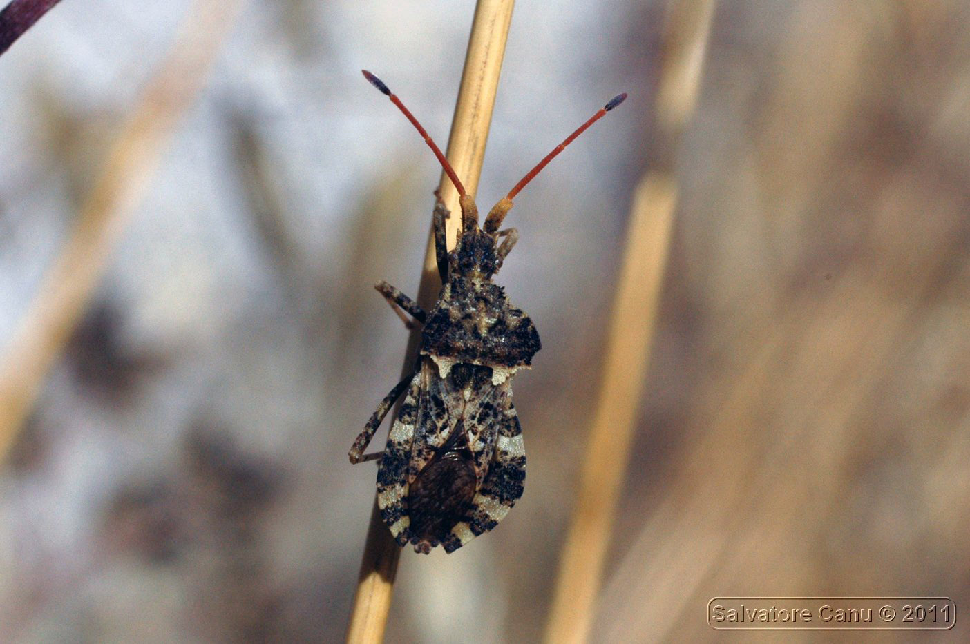 Coreidae: Centrocoris variegatus di Usini (SS)