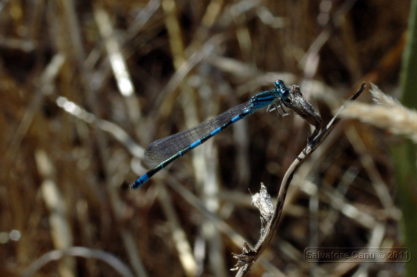 Erythromma?? no, Coenagrion scitulum