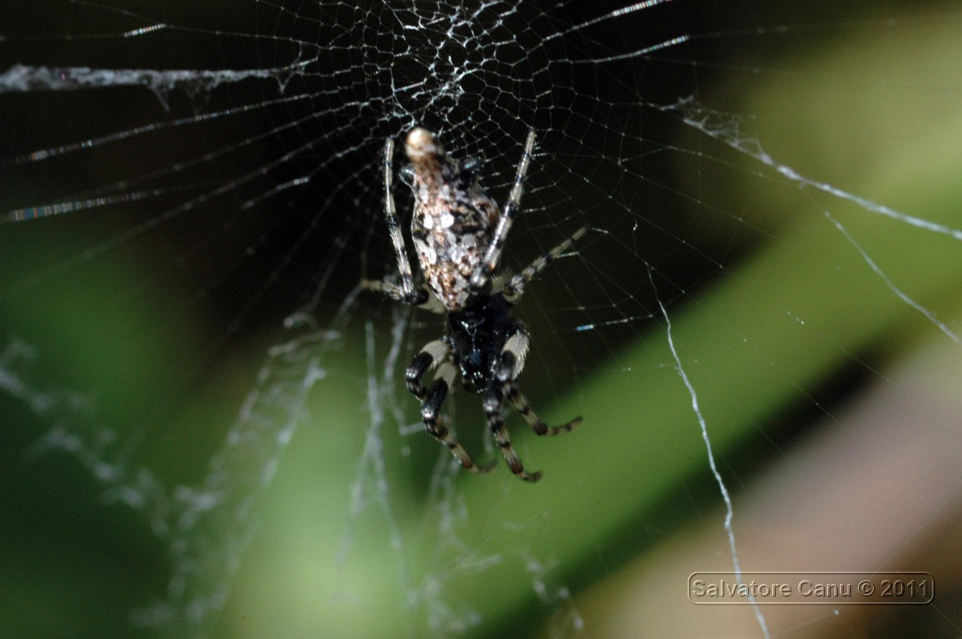 Cyclosa insulana